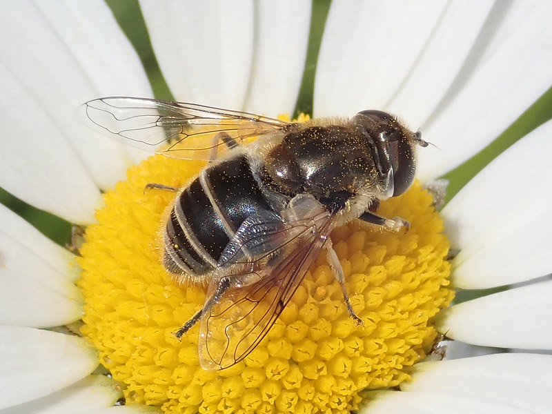 da identificare: Eristalis ?